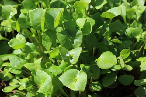 Purslane