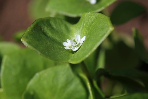 Purslane