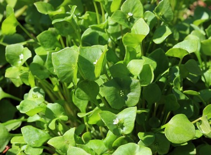 Purslane