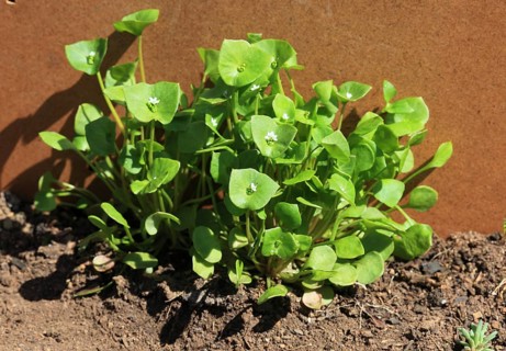 Purslane