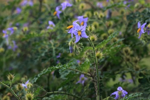 Melon leaf nightshade