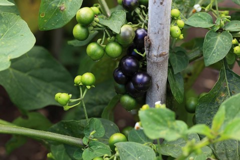 Cultivated nightshade