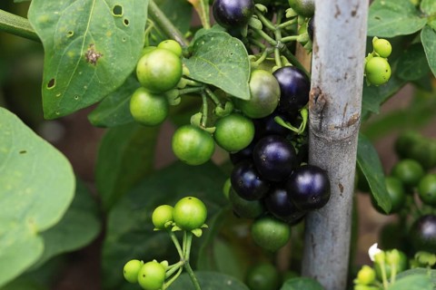 Cultivated nightshade