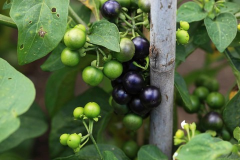 Cultivated nightshade