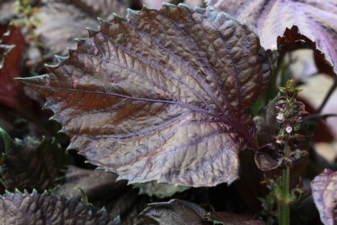 Shiso