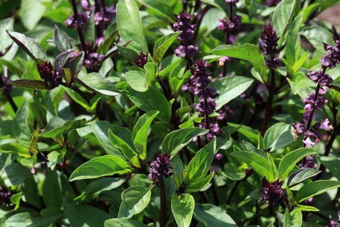 Thai basil
