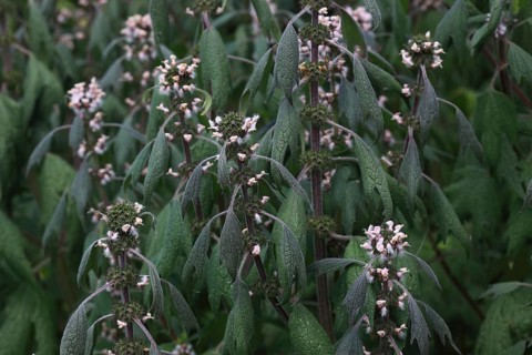 Motherwort
