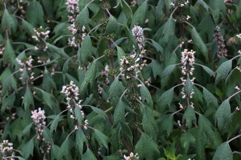 Motherwort