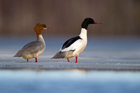 Common merganser