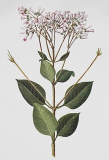 Red cinchona tree