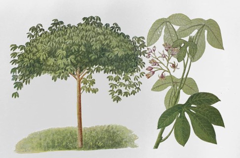 Natural rubber