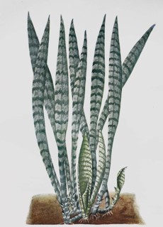 Sansevieria