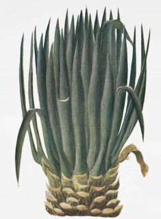 Sisal