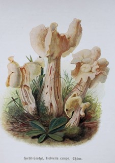 Mushroom