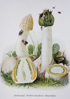 Mushroom