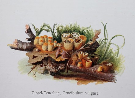 Mushroom