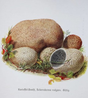 Mushroom