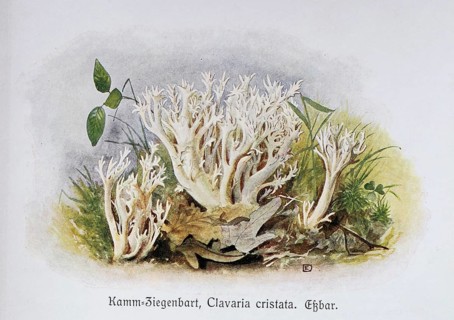 Mushroom