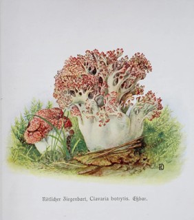 Mushroom