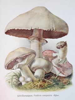 Mushroom
