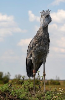 Shoebill