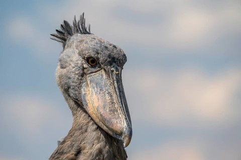 Shoebill