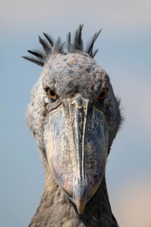 Shoebill