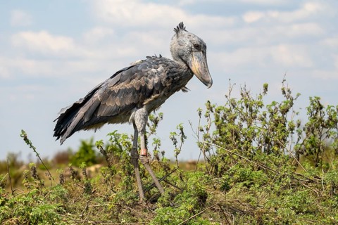 Shoebill