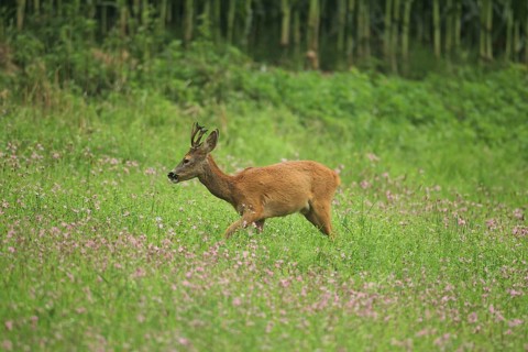 European roe deer