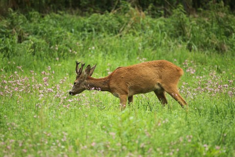 European roe deer