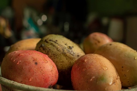 Fresh washed mangoes put in a bowl in the kitchen