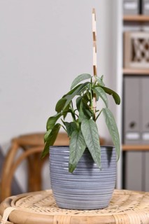 Tropical 'Epipremnum Pinnatum Cebu Blue' houseplant with silver-blue leaves in flower pot on table in living room