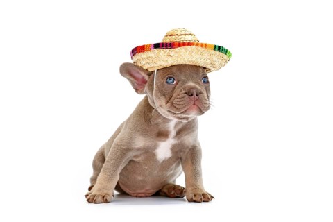 French Bulldog dog puppy with summer straw hat on white background