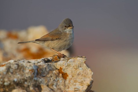 Spectacled warbler