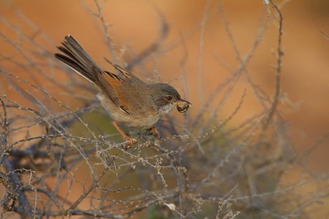 Spectacled warbler