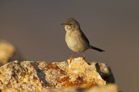 Spectacled warbler