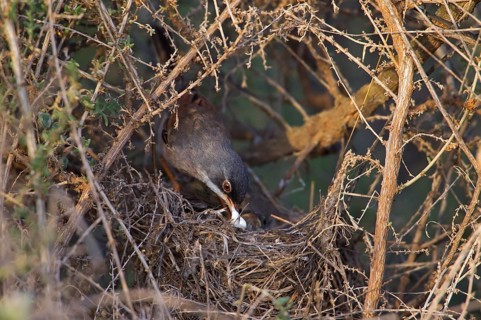 Spectacled warbler