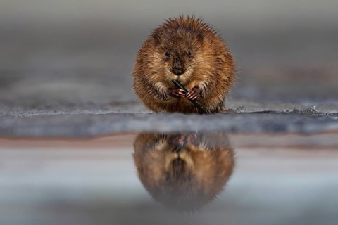 Muskrat