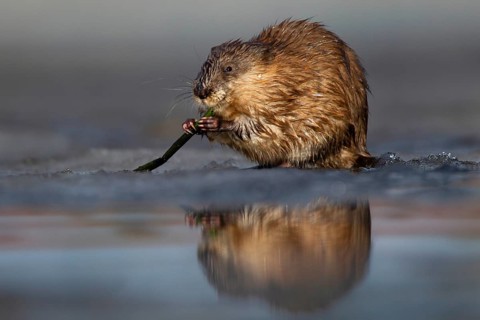 Muskrat