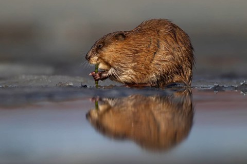 Muskrat