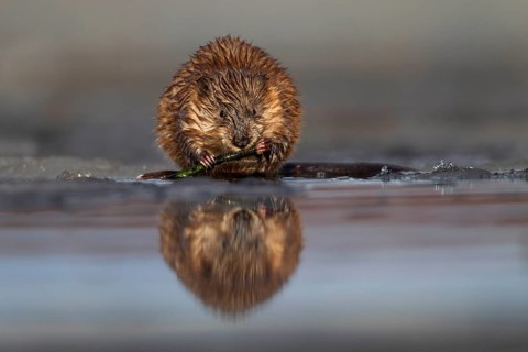 Muskrat