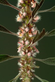 Motherwort