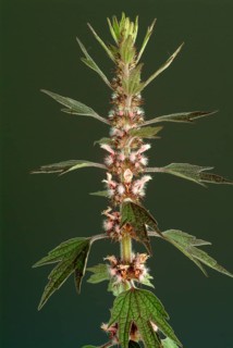 Motherwort