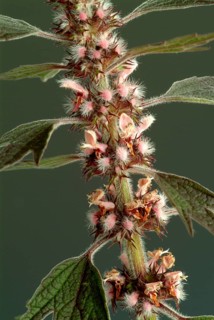 Motherwort