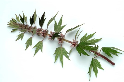 Motherwort