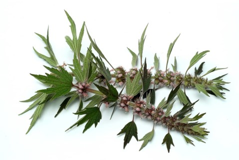 Motherwort