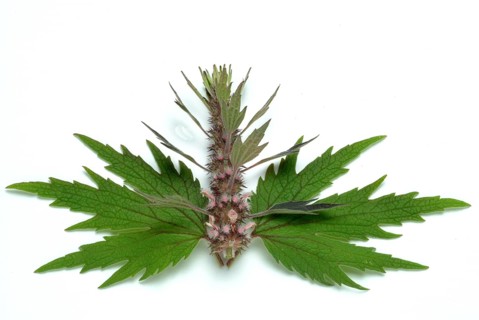Motherwort