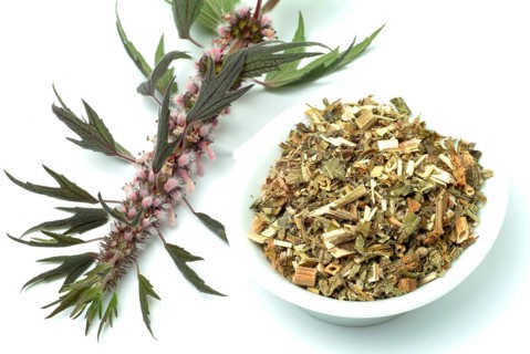 Motherwort