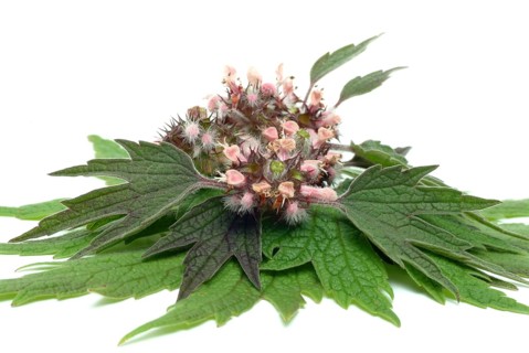 Motherwort