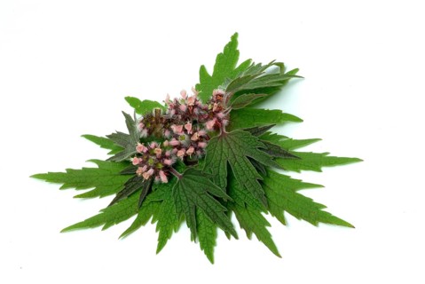 Motherwort